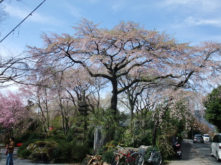 桜守＞佐野藤右衛門邸の桜畑: フリーライターが綴る「心模様」