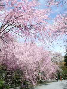 桜守＞佐野藤右衛門邸の桜畑: フリーライターが綴る「心模様」